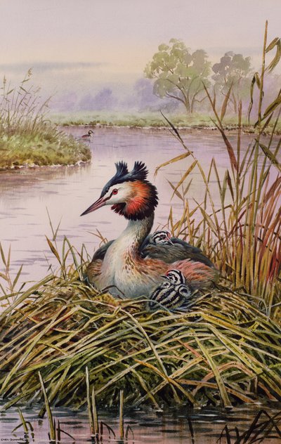 Grebes متوج العظمى بواسطة كارل دونر