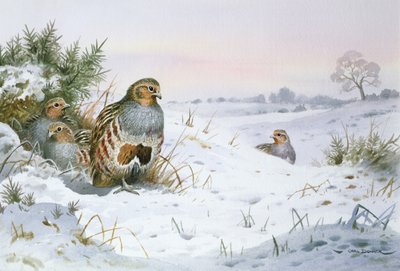 الحجل الرمادي (مرحاض) بواسطة كارل دونر