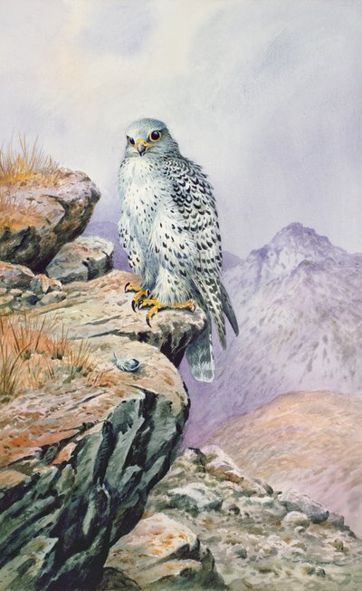 Gyrfalcon بواسطة كارل دونر