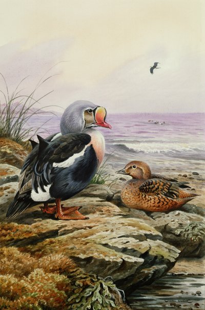 King Eider (مرحاض) بواسطة كارل دونر