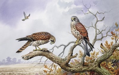 زوج من Kestrels (مرحاض) بواسطة كارل دونر