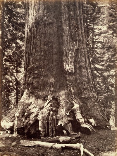 قاعدة شجرة Grizzly Giant ، Giant Sequoia ، يوسمايت ، كاليفورنيا ، 1868 بواسطة كارلتون إيمونز واتكينز