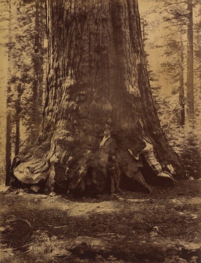قسم من Grizzly Giant مع جالين كلارك ، ماريبوسا جروف ، يوسمايت ، 1865-66. بواسطة كارلتون إيمونز واتكينز