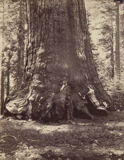 قسم من Grizzly Giant مع Galen Clark ، Mariposa Grove ، Yosemite ، 1865-66 ، مطبوع ca. 1876. بواسطة كارلتون إيمونز واتكينز