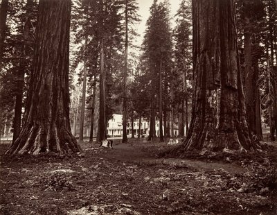الفندق من Mammoth Grove ، كاليفورنيا. 1872 ، طبع كاليفورنيا. 1876. بواسطة كارلتون إيمونز واتكينز