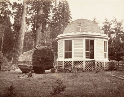 المنزل المبني فوق جذع شجرة كبيرة ، 1865-66 ، طبع كاليفورنيا. 1876. بواسطة كارلتون إيمونز واتكينز
