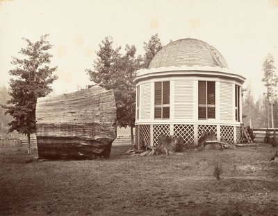 المنزل فوق جذع شجرة كبيرة ، 1865-66 ، طبع كاليفورنيا. 1876. بواسطة كارلتون إيمونز واتكينز