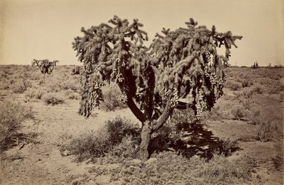 [صبار، صحراء أريزونا] بواسطة كارلتون واتكينز