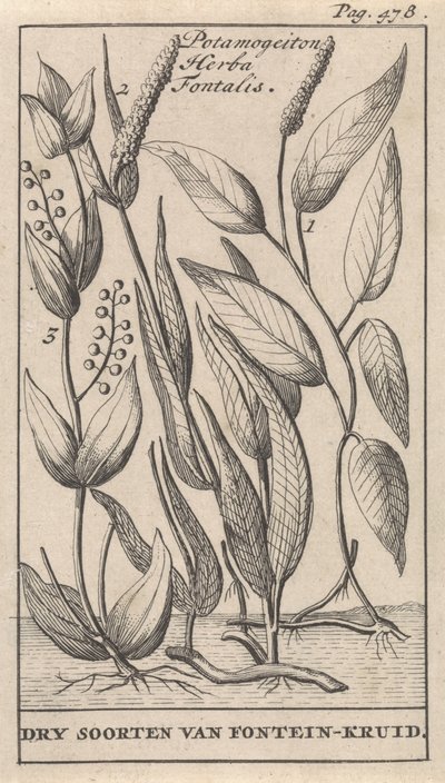 ثلاثة أنواع من البرك Potamogeiton Herba Fontalis / الأنواع الجافة من Fountain-herb (العنوان على الكائن) بواسطة جان كلايس تن هورن