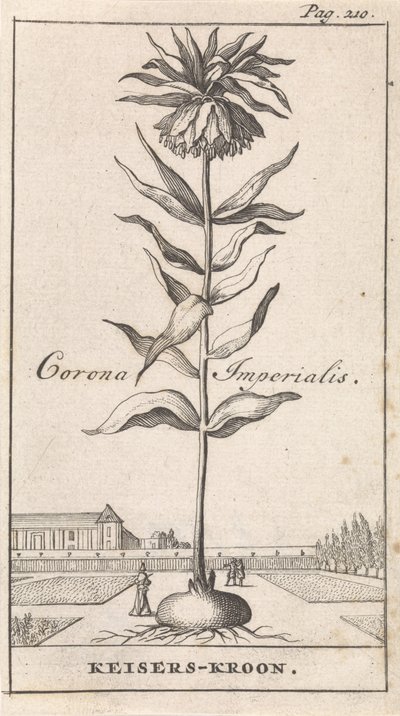 التاج الإمبراطوري Corona Imperialis / تاج Keiser (العنوان على الكائن) بواسطة جان كلايس تن هورن