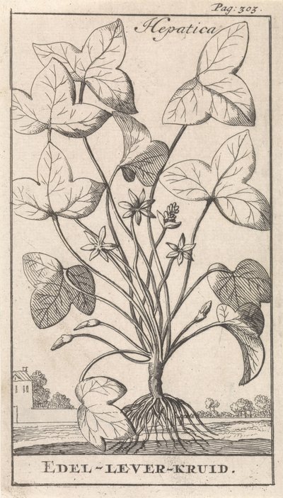 حشيشة الكبد نبات طحلبي Hepetica / Noble-Liver-Herb (العنوان على الكائن) بواسطة جان كلايس تن هورن