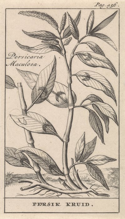 عشب الخوخ Persicaria Maculosa / Peach Herb (العنوان على الكائن) بواسطة جان كلايس تن هورن