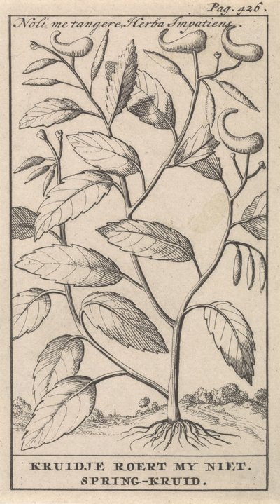 عشب الربيع Noli me tangere ، لا تحركني Herba Impatiens / Kruidje. عشب الربيع (العنوان على الكائن) بواسطة جان كلايس تن هورن