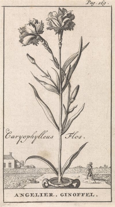 صفحة العنوان وثماني مطبوعات بالورود أنجيلير Caryophylleus Flos / Angelier. جينوفيل (العنوان على الكائن) بواسطة جان كلايس تن هورن