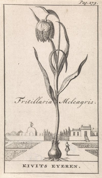 صفحة العنوان وثماني مطبوعات بالورود Kievitsbloem Fritillaria Meleagris / Kivits Eyeren (العنوان على الكائن) بواسطة جان كلايس تن هورن