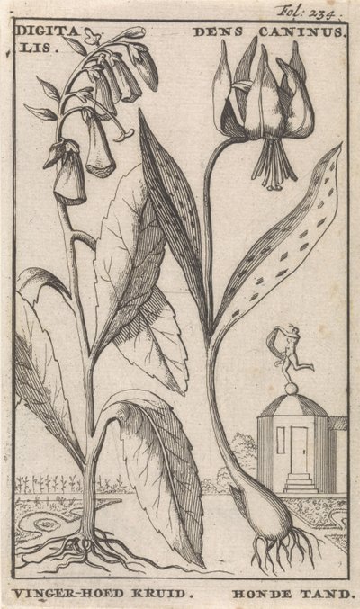 صفحة العنوان وثماني مطبوعات بالورود الثعلب القفاز وسنان الكلب الديجيتال. أوكار Caninus / Finger-hat Herb. سن الكلب (العنوان على الكائن) بواسطة جان كلايس تن هورن