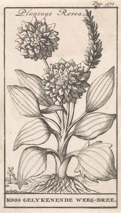 صفحة العنوان وثماني مطبوعات بالورود ويغبري Plantago Rosea / Roos gelykenende Weeg-bree (العنوان على الكائن) بواسطة جان كلايس تن هورن