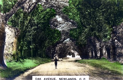 أوك أفينيو ، نيولاندز ، جوهانسبرغ ، جوتنج ، جنوب أفريقيا ، ج 1920. بواسطة Cavenders Ltd