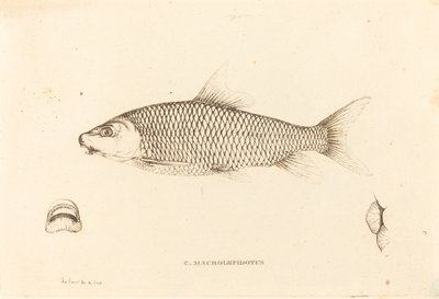 C. Macrolepidotus بواسطة تشارلز الكسندر ليسويور
