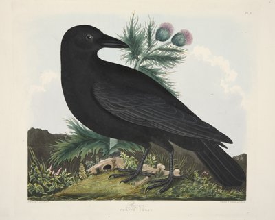 رافين ، كورفوس كوراي ، من "مجموعة مختارة من الطيور البريطانية" ، حانة. 1835 (نقش ملون يدوي) بواسطة تشارلز أوغست (بعد) ستوبين