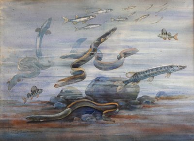 أسماك البحر ، حوالي 1907 (ألوان مائية) بواسطة تشارلز بيرنييه