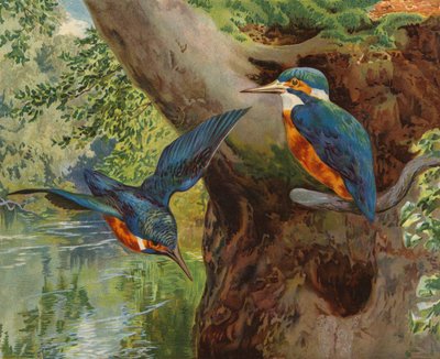 Kingfishers (كروموليثو) بواسطة تشارلز كولينز