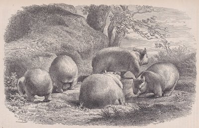 الومبات ، من Le Magasin Pittoresque ، كاليفورنيا. 1852. بواسطة تشارلز إميل جاك