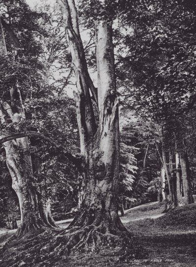 A Glade in Knole Park (صورة b / w) بواسطة تشارلز إسينهيج كورك