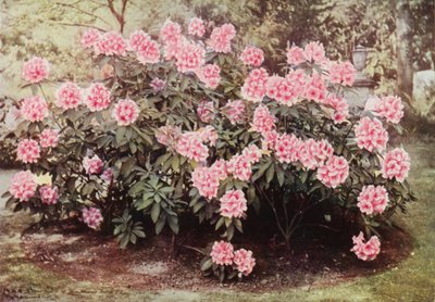 Rhododendron Pink Pearl ، في "The Heights ،" Witley ، سكن السيدة Farnham (صورة ملونة) بواسطة تشارلز إسينهيج كورك