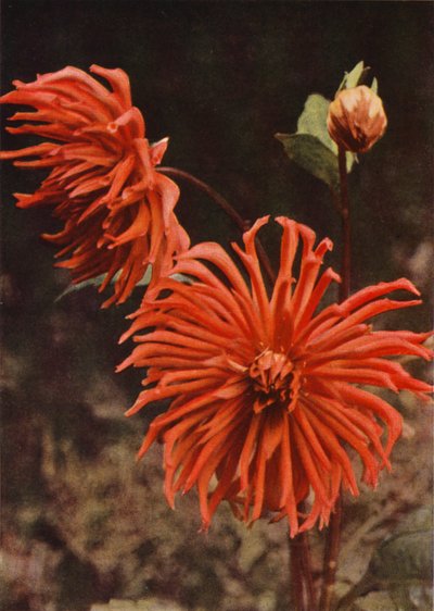 The Cactus Dahlia "Brisbane" (صورة ملونة) بواسطة تشارلز إسينهيج كورك