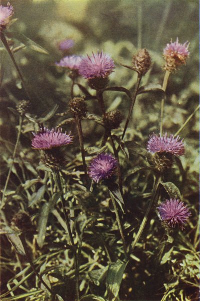 الزهور البرية: Black Knapweed (صورة ملونة) بواسطة تشارلز إسينهيج كورك