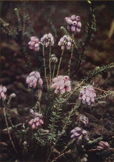 الزهور البرية: Cross-Leaved Heath (صورة ملونة) بواسطة تشارلز إسينهيج كورك