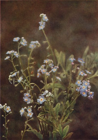 الزهور البرية: Forget-Me-Not (صورة ملونة) بواسطة تشارلز إسينهيج كورك