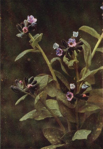 الزهور البرية: Lungwort (صورة ملونة) بواسطة تشارلز إسينهيج كورك