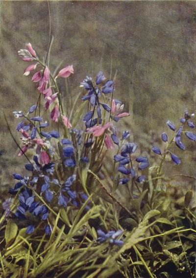 الزهور البرية: Milkwort (صورة ملونة) بواسطة تشارلز إسينهيج كورك