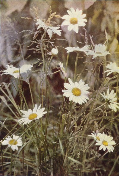 الزهور البرية: Ox-Eye Daisy (صورة ملونة) بواسطة تشارلز إسينهيج كورك