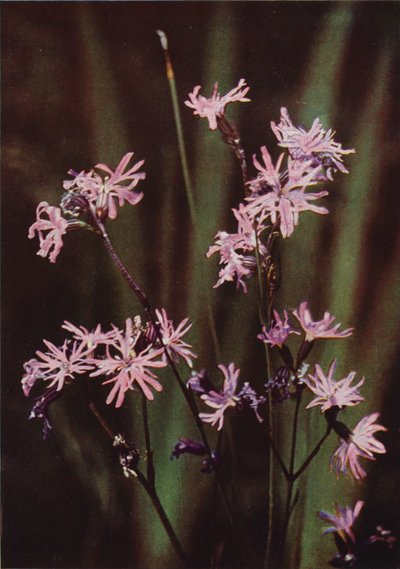 الزهور البرية: Ragged Robin (صورة ملونة) بواسطة تشارلز إسينهيج كورك