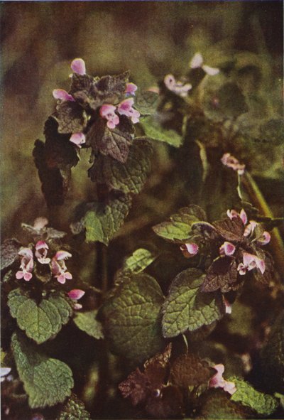 الزهور البرية: Red Dead Nettle (صورة ملونة) بواسطة تشارلز إسينهيج كورك
