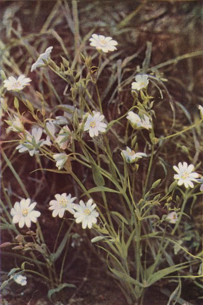 الزهور البرية: Stitchwort (صورة ملونة) بواسطة تشارلز إسينهيج كورك
