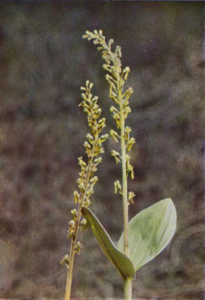 الزهور البرية: Twayblade (صورة ملونة) بواسطة تشارلز إسينهيج كورك