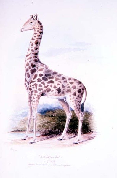 زرافة بقلم جيمس إدوين إدوارد داو ، رسم توضيحي لمجلة Ruminantia Vol. أنا (ألوان مائية) بواسطة تشارلز هاميلتون (بعد) سميث