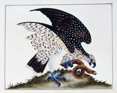 الطيور الجارحة مع الأفعى ، 1808-21 بواسطة تشارلز هايز