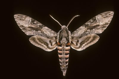 Agrius convolvuli / مفروشات أبو الهول / ذكر بواسطة تشارلز هنري جوزيف ليكيرت