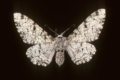Betularia biston / بيرش فالين بواسطة تشارلز هنري جوزيف ليكيرت