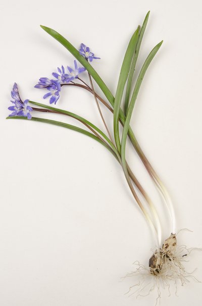 لوح نباتي / Chionodoxa forbesii / Chionodoxa luciliae / مجد الثلج بواسطة تشارلز هنري جوزيف ليكيرت