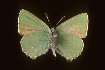 Callophrys rubi / Argus green بواسطة تشارلز هنري جوزيف ليكيرت