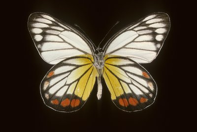 Delias hyparete / ذكر بواسطة تشارلز هنري جوزيف ليكيرت