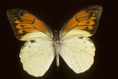 Hebomoia leukippe sulfurea بواسطة تشارلز هنري جوزيف ليكيرت