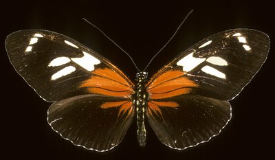 Heliconius burneyi catherina / Heliconie بواسطة تشارلز هنري جوزيف ليكيرت