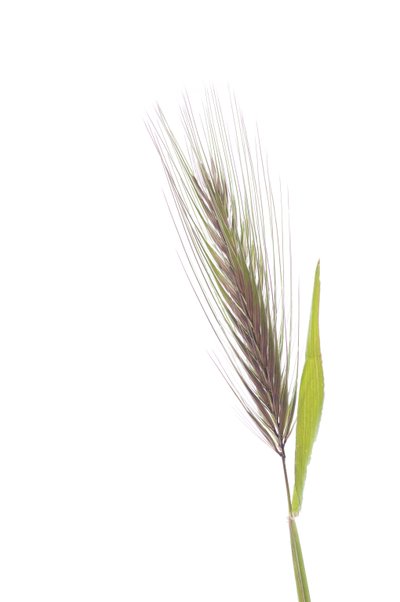 Hordeum murinum subsp. murinum / شعير الفئران بواسطة تشارلز هنري جوزيف ليكيرت